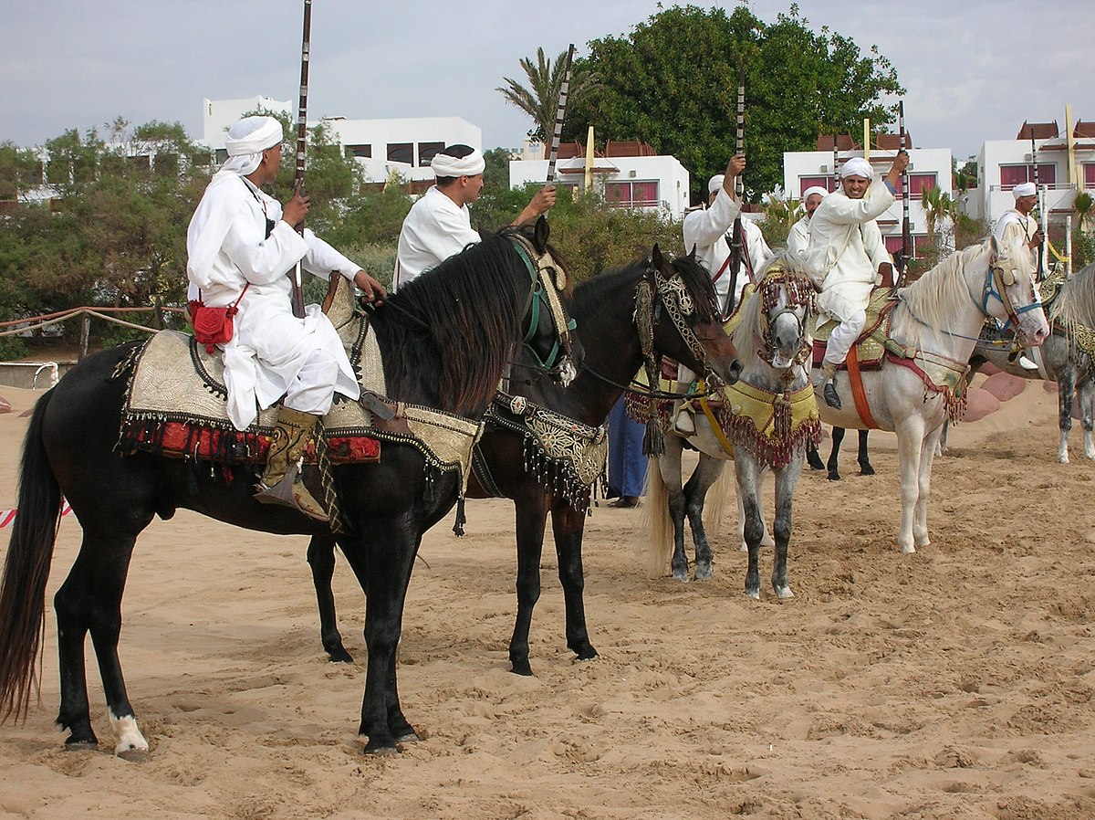 Caballo Bereber, de campo de batalla al campo de polo en 50 años