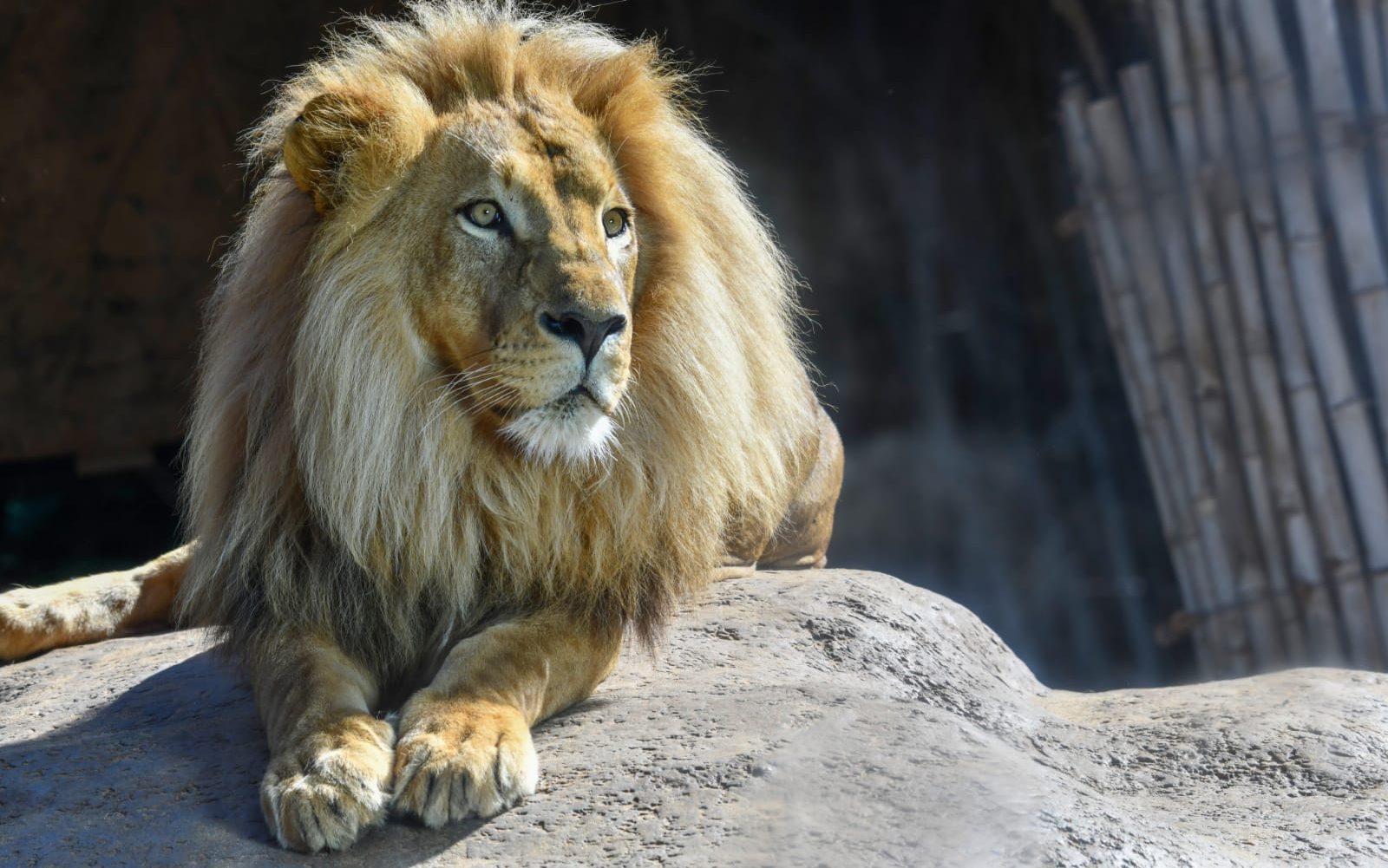 El complejo y estricto proceso de traer animales africanos a España